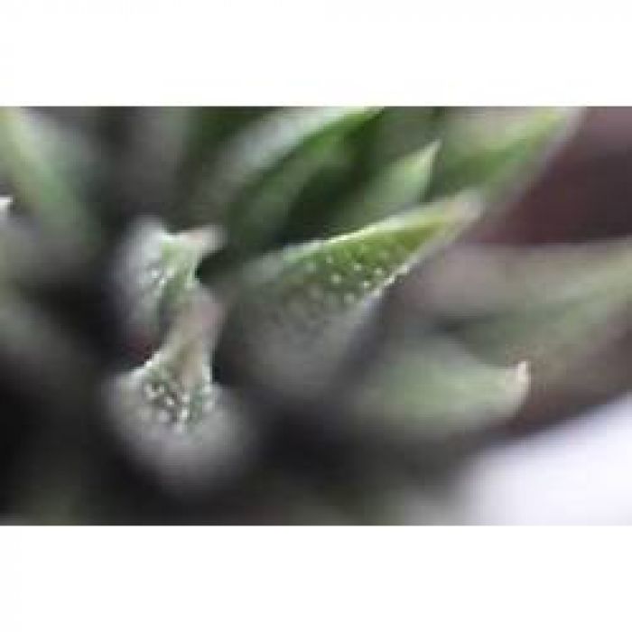 АЛЕКСЕЙ АЕДОНИЦКИЙ - БЕГИ,ЛОЛ,БЕГИ!