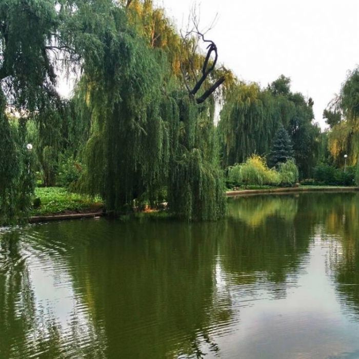 Александр Трофимов-Ивушки