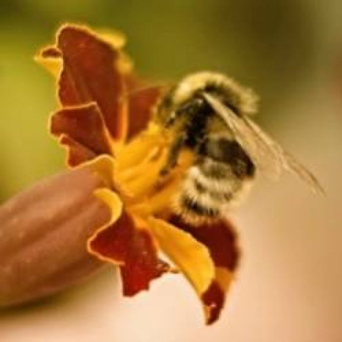 Alex Vlasoff-Лето