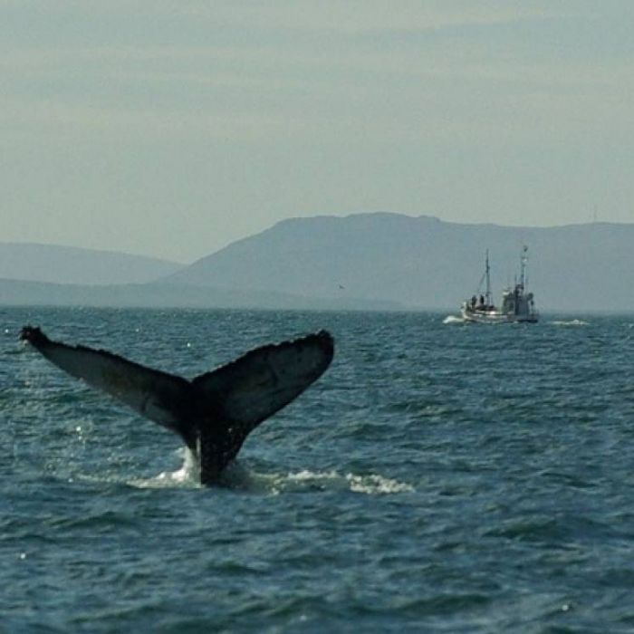 VeraNacii Vaxy IvaNNo - Тюлень и касатка