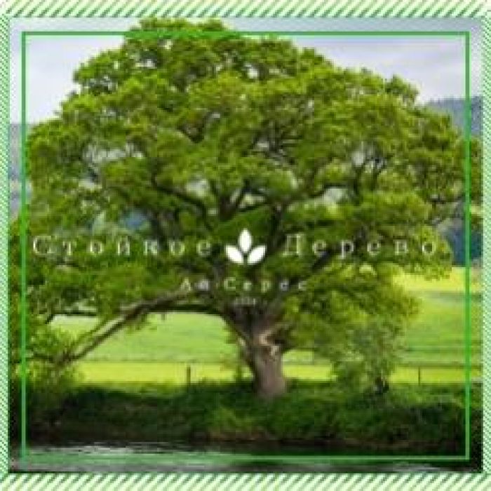 Ай-Серес-Стойкое Дерево