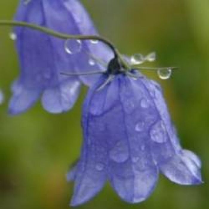 Берегиня-Колокольчики