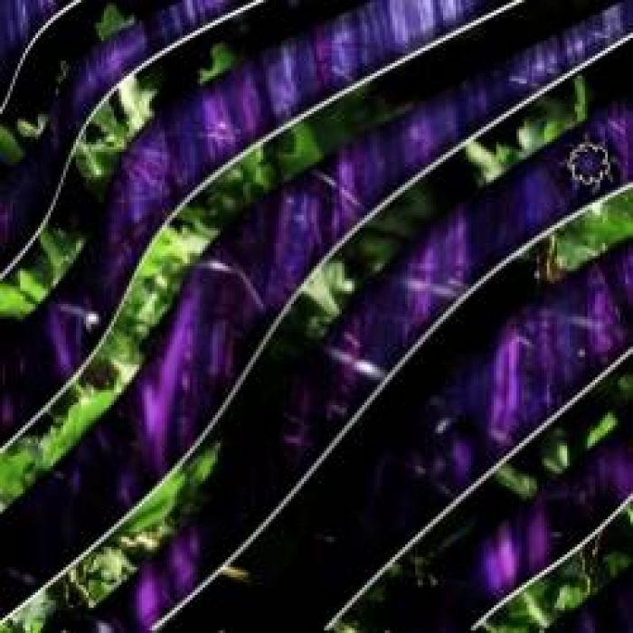 D-Forest-HC Rival Shutdown