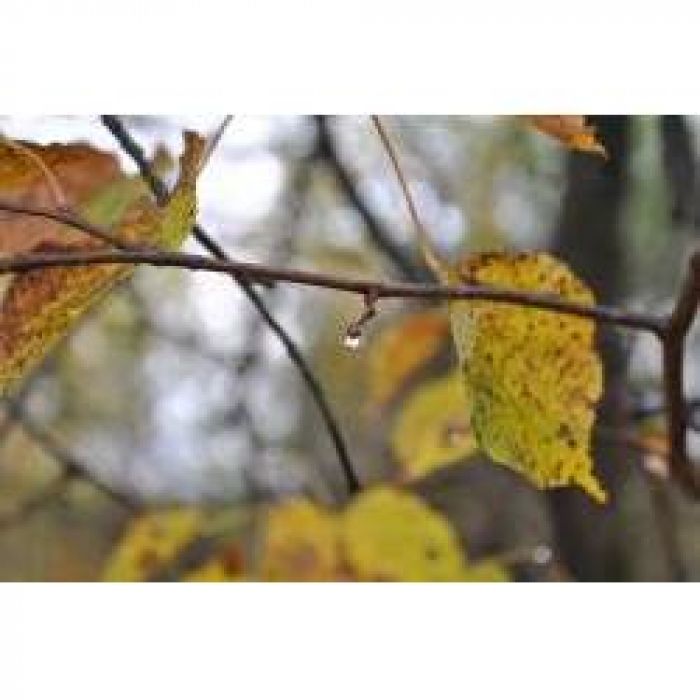 Джульетта - в осенний дождь