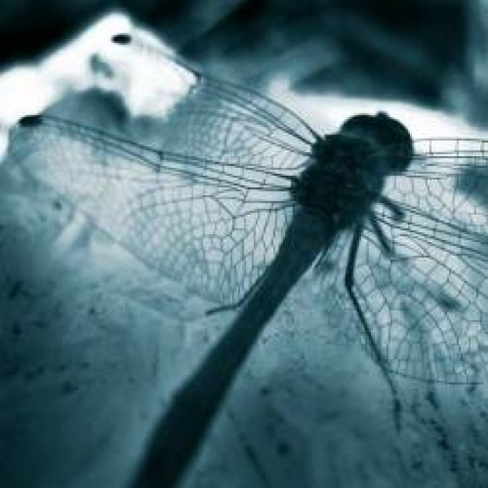 Энтрея-Оставаясь собой