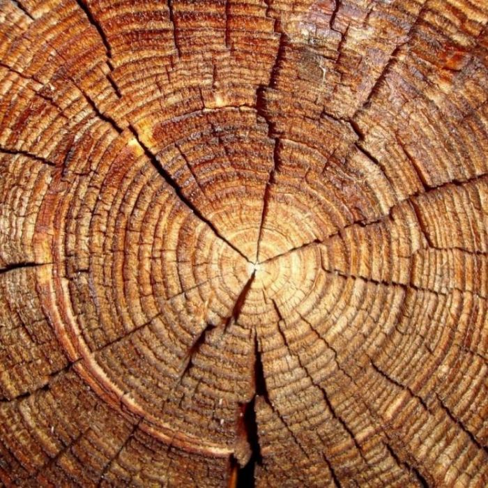 ФатумЪ-Бревно