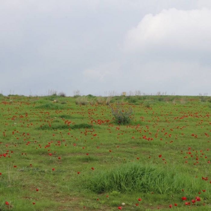 Гильгулим-O qui perpetua