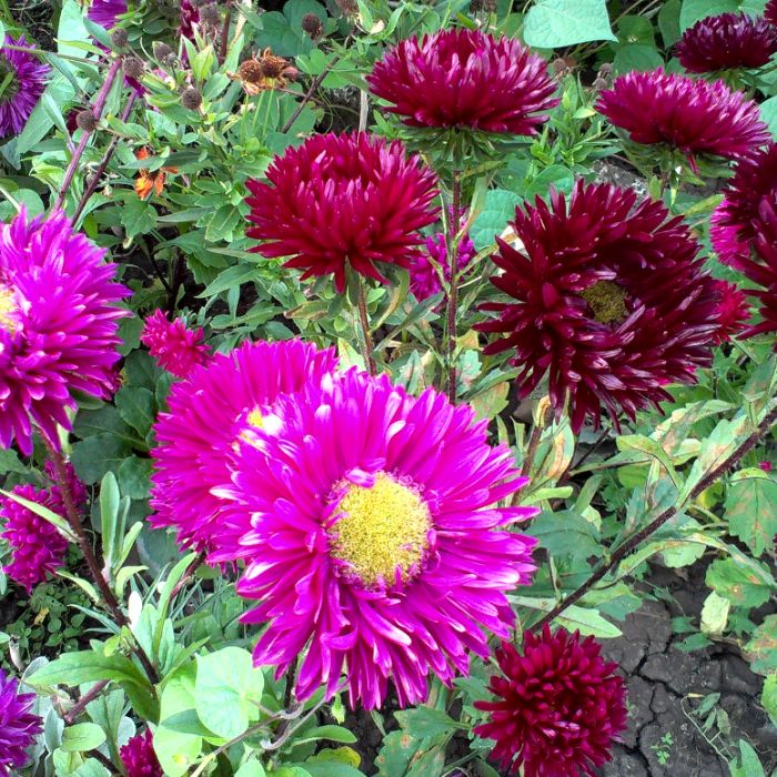 Иван Макаров - Осень рыжая старуха