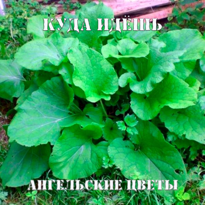 КУДА ИДЁШЬ - Ангельские цветы