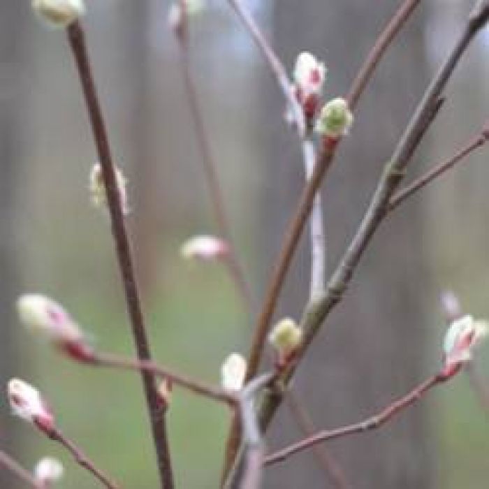 Калоши Счастья-Я Один