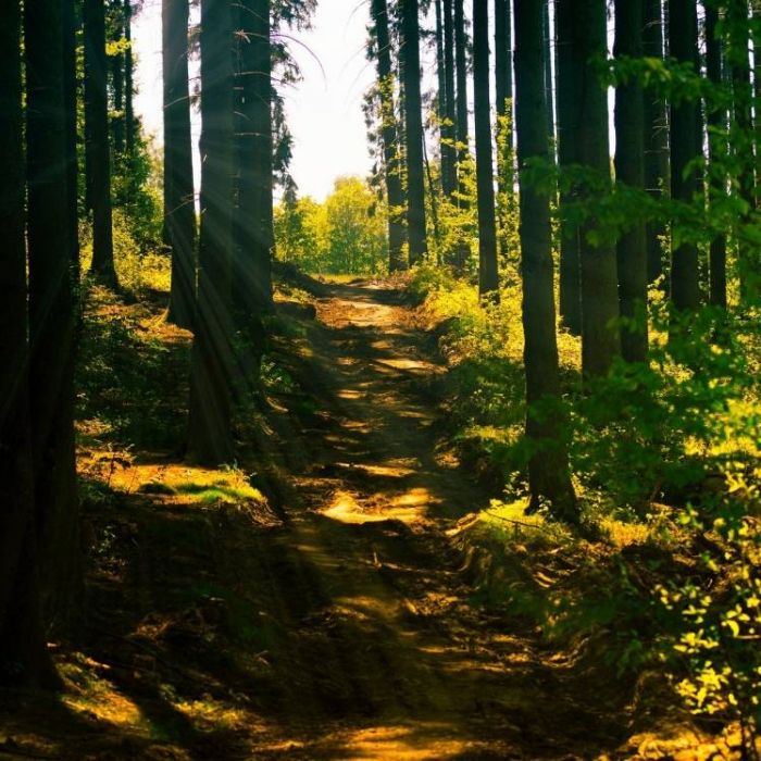 Lemm-Мотыльки