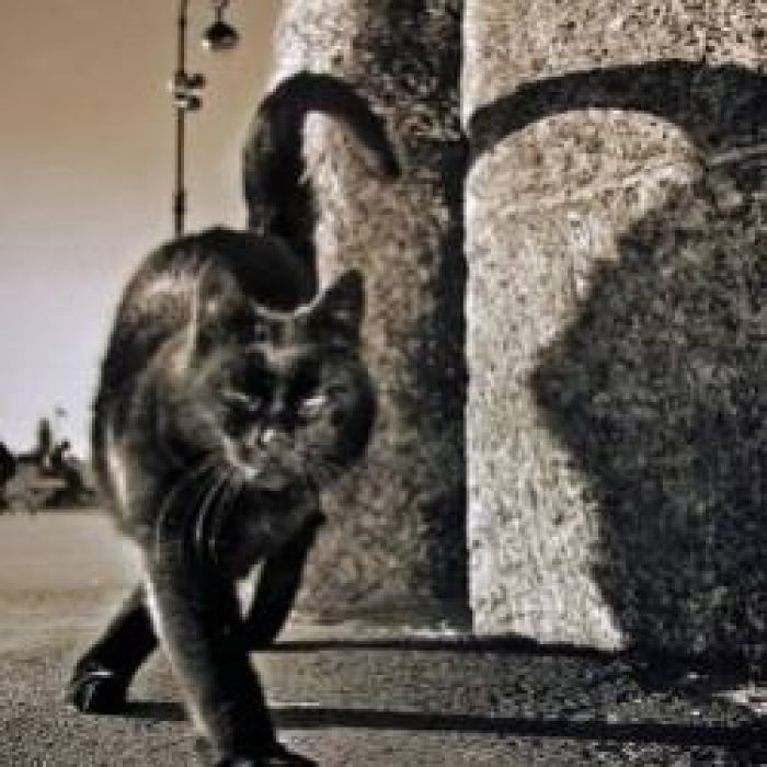 Леонид Минаев-Не надо давить котов