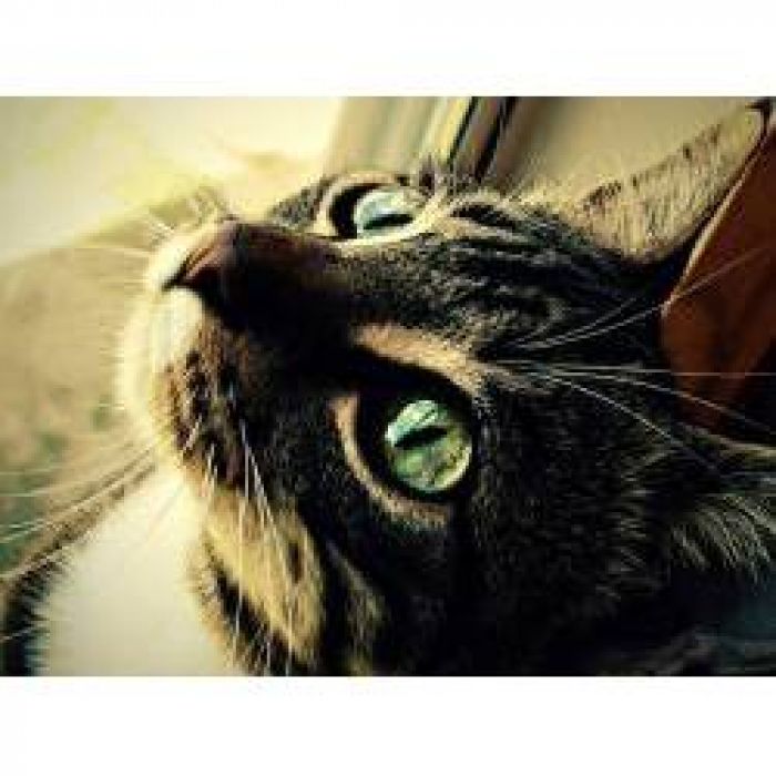 Luckycat - С меня хватит