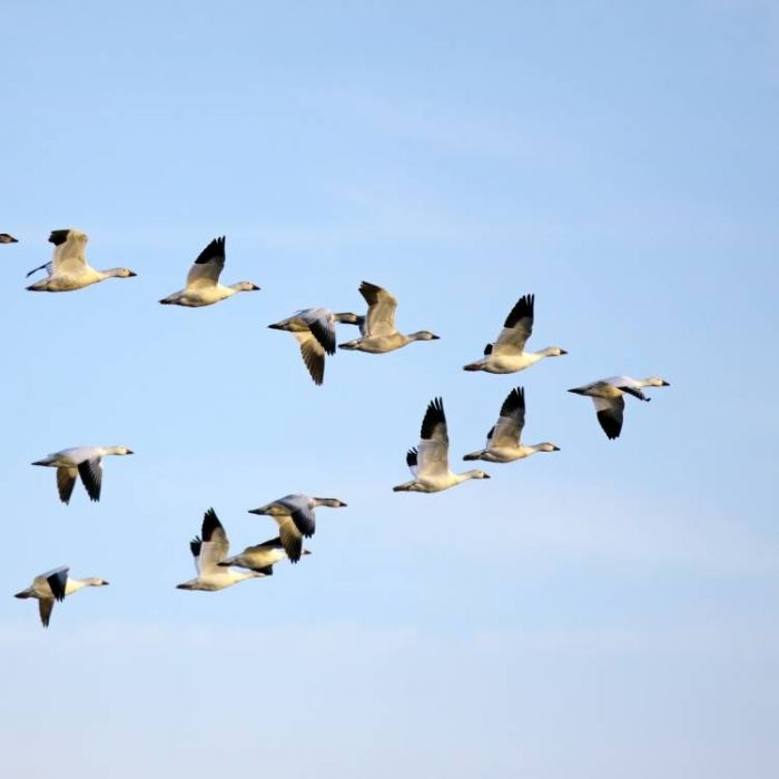 Мамошин Александр-Ты шёл наугад