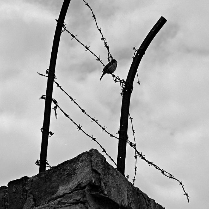 Начальник ЖЭКА - Свобода