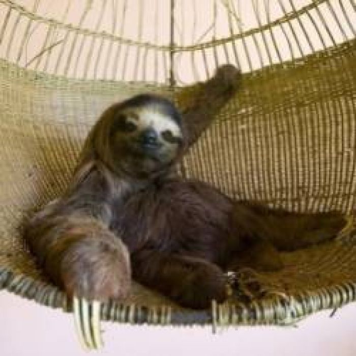 СМАФ-Ленивец