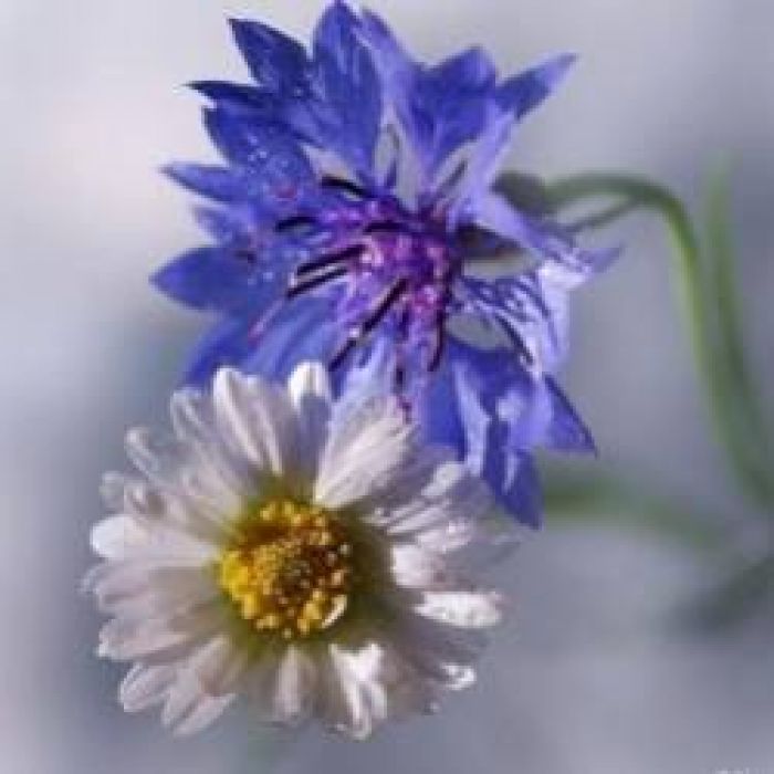 Сергей Мошков-Целовать тебя слаще сладкого