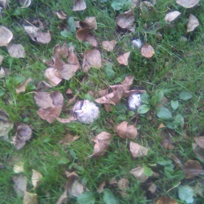 Сергей Мошков-Листочики-вертолётики