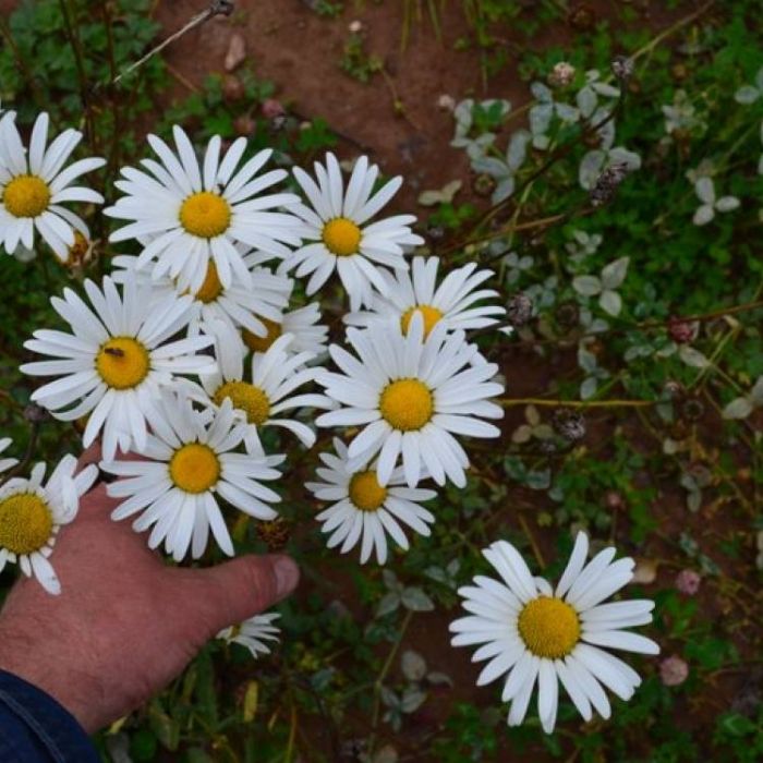 Сергей Мошков-На Купалу