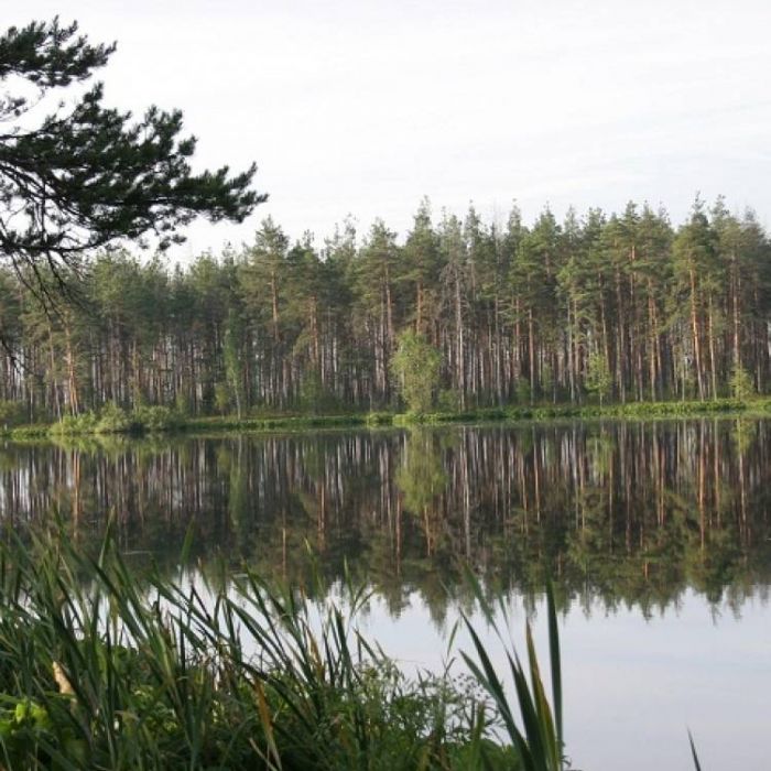 Сергей Мошков-Приулыбило Солнце