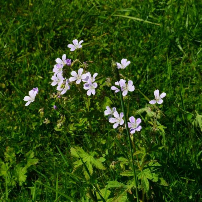 Сергей Мошков-Сельдурьянда-сельдурья
