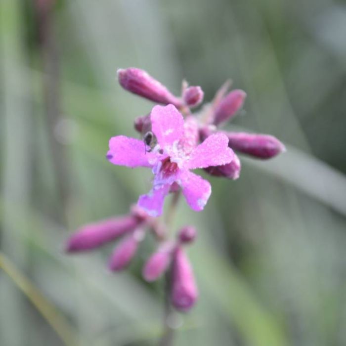 Сергей Мошков-Славление