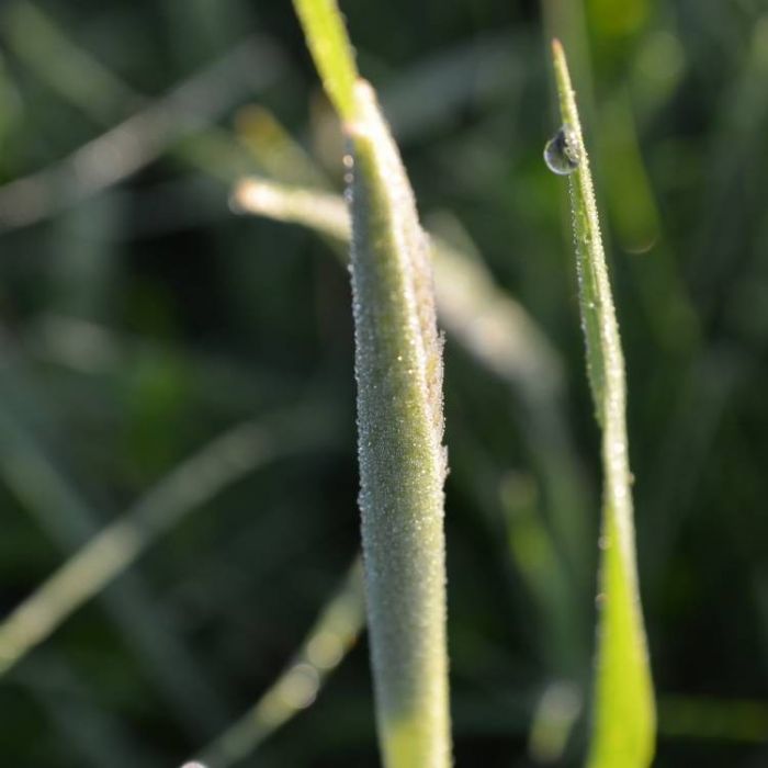 Сергей Мошков-Соловьиный базар