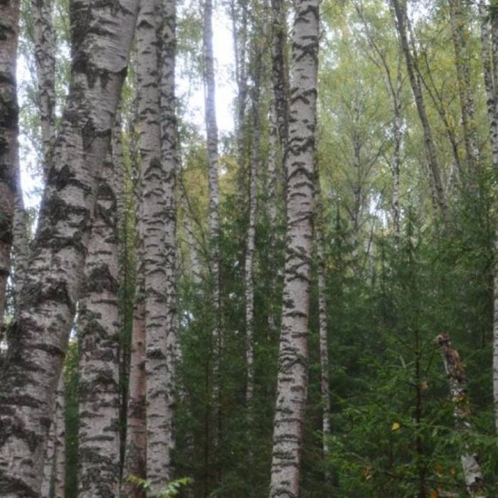 Сергей Мошков-У берёзовой реки