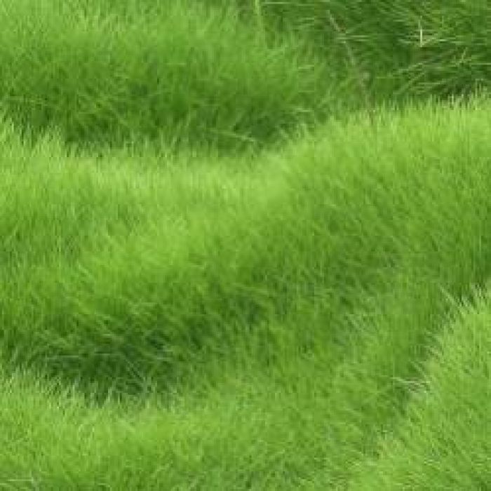 Сергей Мошков-В густой траве пропадёшь с головой