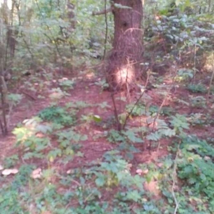 Сергей Мошков-Во Калиньевой стране