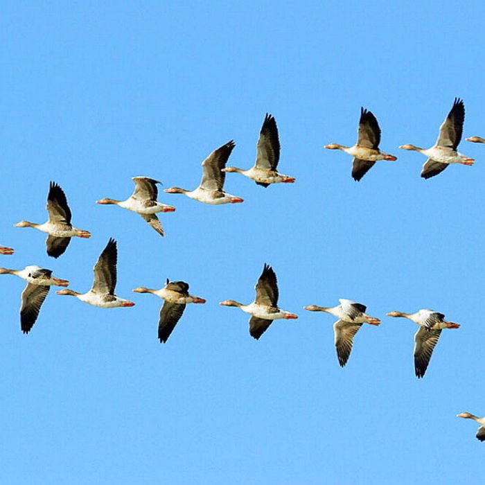 Сообщество Эгон Байков и друзья (СЭБИД)  - Акка Кнебекайзе