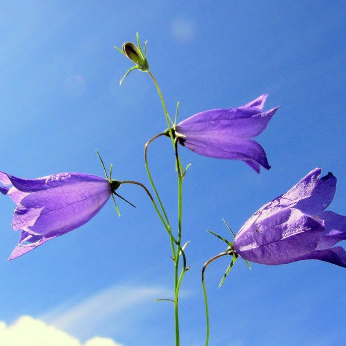 Сообщество Эгон Байков и друзья (СЭБИД)  - Чёрный колокол