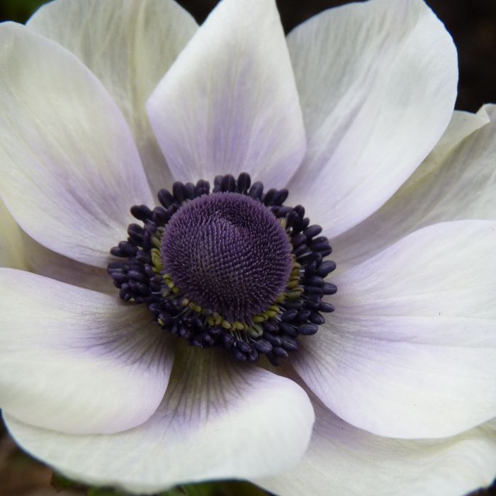 Сообщество Эгон Байков и друзья (СЭБИД) - ЧЁРНЫЙ АНЕМОН