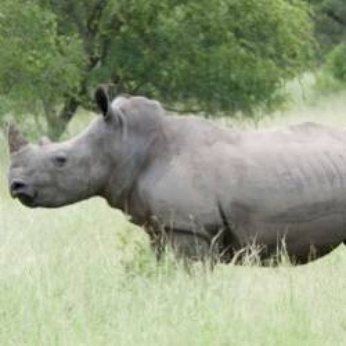 Suvorov-Льды тают Белый носорог