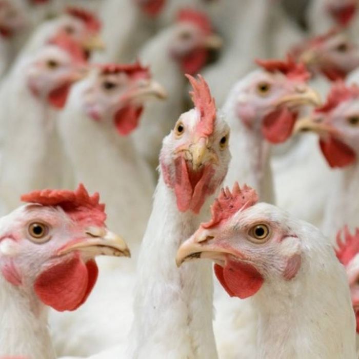 Synthetic Mind-Chicken coop