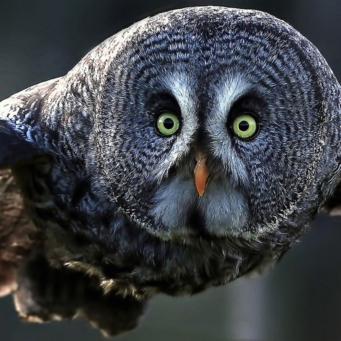 Валерий Юнгман - Попугай