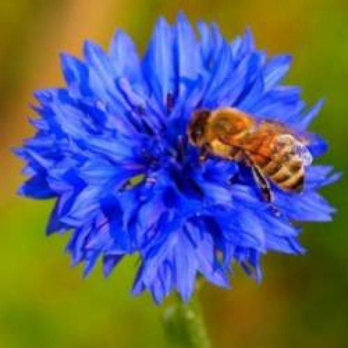 Василёк-Рубиновое сердце