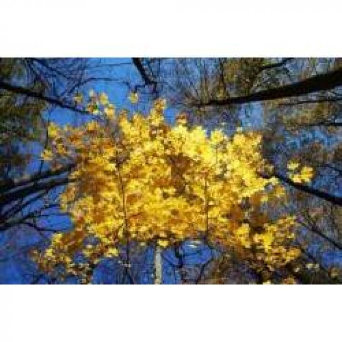 Ю.Ключарёва - Золотая осень