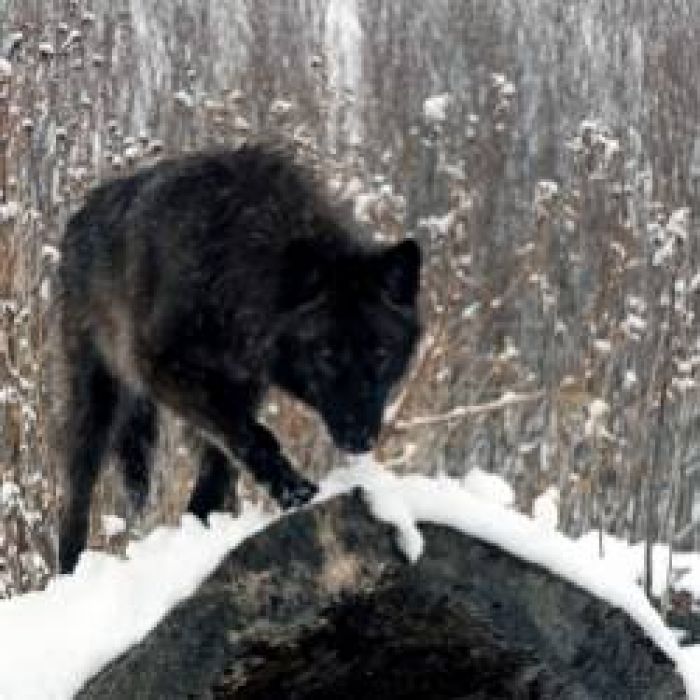 леха рубин-за Волков