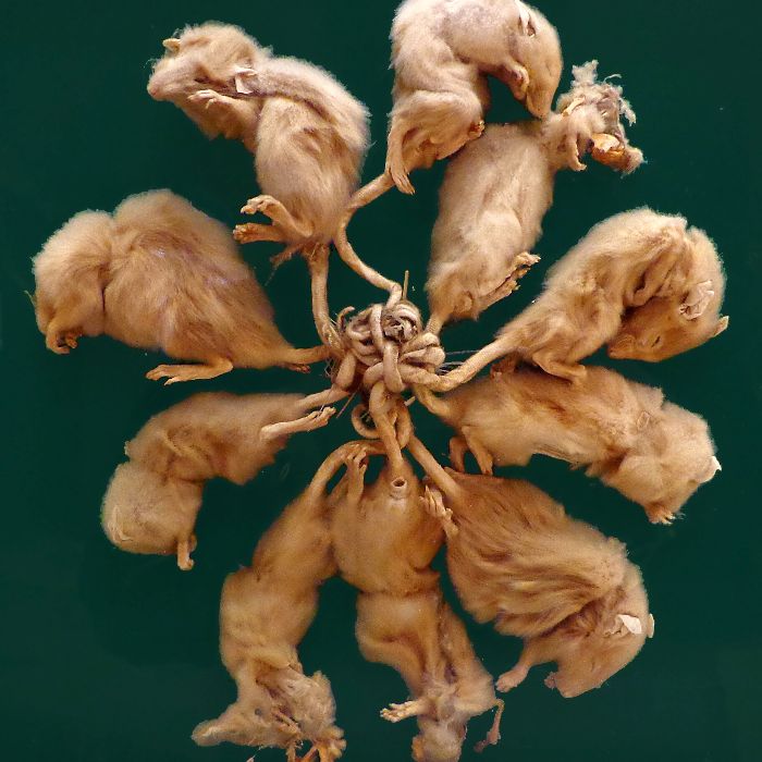 lion-canvas - Небесные Пастухи